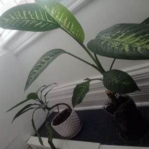 Green Indoor Potted Plants